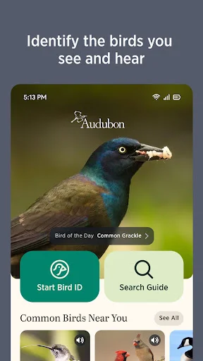ดาวน์โหลด Audubon Bird Guide เวอร์ชันล่าสุด – คู่มือดูนกฟรีที่ดีที่สุด - Screenshot 3