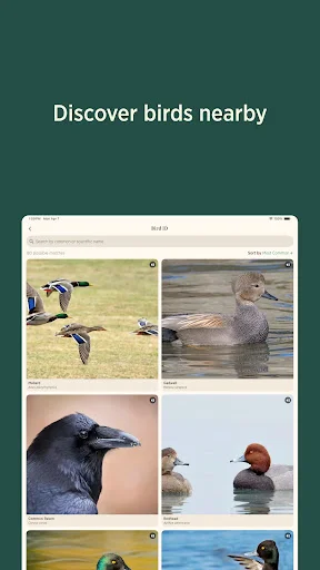 ดาวน์โหลด Audubon Bird Guide เวอร์ชันล่าสุด – คู่มือดูนกฟรีที่ดีที่สุด - Screenshot 15