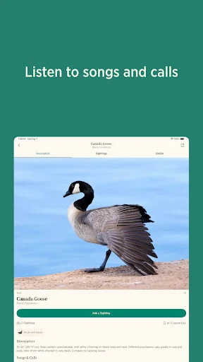 ดาวน์โหลด Audubon Bird Guide เวอร์ชันล่าสุด – คู่มือดูนกฟรีที่ดีที่สุด - Screenshot 14
