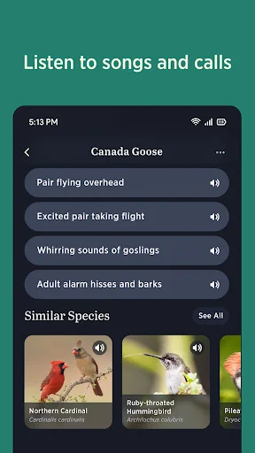 ดาวน์โหลด Audubon Bird Guide เวอร์ชันล่าสุด – คู่มือดูนกฟรีที่ดีที่สุด - Screenshot 4