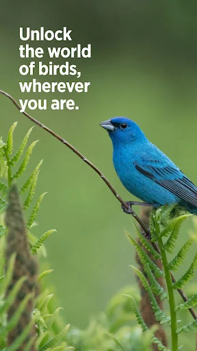 ดาวน์โหลด Audubon Bird Guide เวอร์ชันล่าสุด – คู่มือดูนกฟรีที่ดีที่สุด - Screenshot 7
